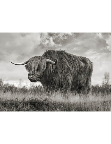 Toro de las Tierras Altas de Escocia (BW)