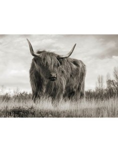 Ganado de las Tierras Altas de Escocia (BW)