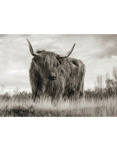 Ganado de las Tierras Altas de Escocia (BW)