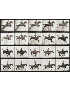 Locomoción animal, lámina 637