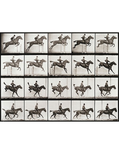 Locomoción animal, lámina 637