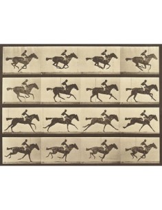 Locomoción animal: Caballo corriendo