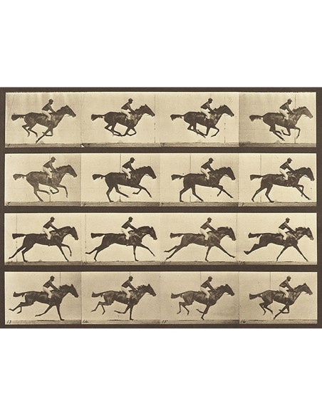 Locomoción animal: Caballo corriendo