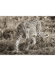 Leopardo africano