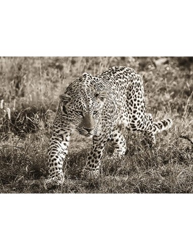 Leopardo africano