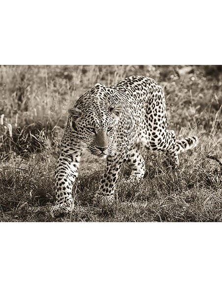 Leopardo africano