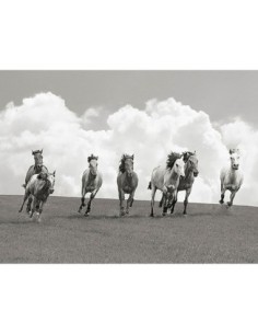 Manada de caballos salvajes (BW)