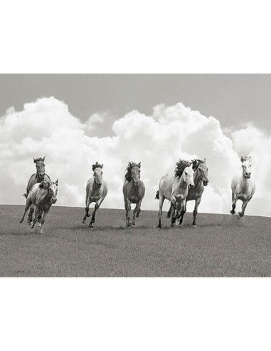 Manada de caballos salvajes (BW)