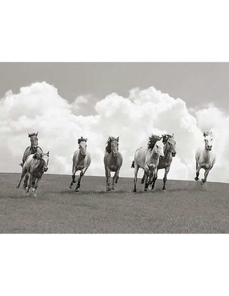 Manada de caballos salvajes (BW)