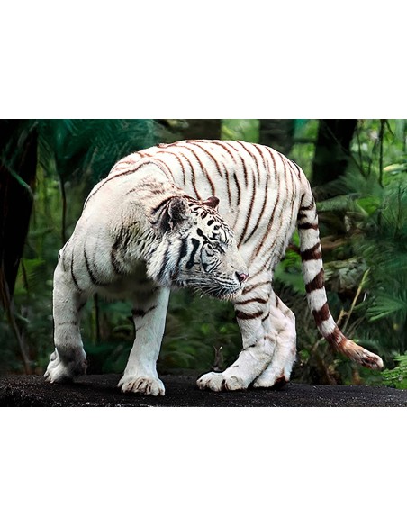 Tigre de Bengala blanco