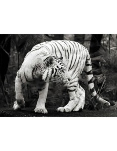 Tigre de Bengala blanco (blanco y negro)