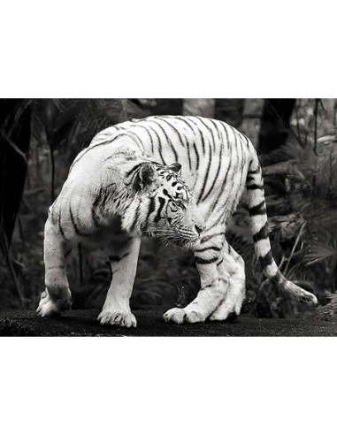 Tigre de Bengala blanco (blanco y negro)
