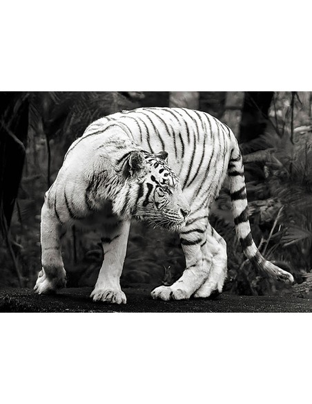Tigre de Bengala blanco (blanco y negro)