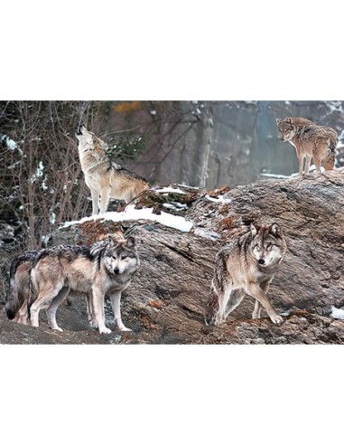 Manada de lobos, Alaska