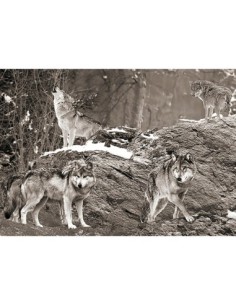 Manada de lobos, Alaska (blanco y negro)