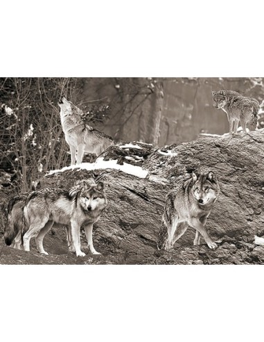 Manada de lobos, Alaska (blanco y negro)