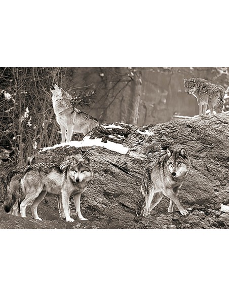 Manada de lobos, Alaska (blanco y negro)