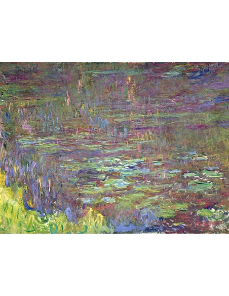 Detalle de nenúfares al atardecer