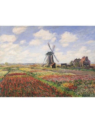 Campos de tulipanes con molino de viento