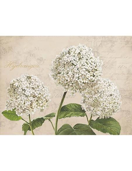 Hortensias I (Neutral)