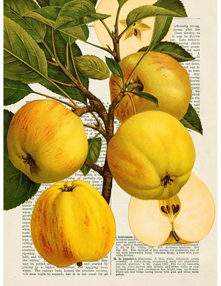 Frutas de temporada, Pommes