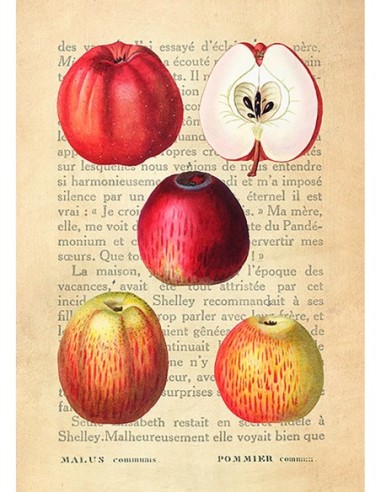 Le Petit Coquin, postre exquisito, After Redouté