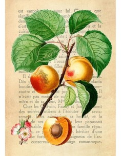 Le Petit Coquin, postre exquisito, After Redouté