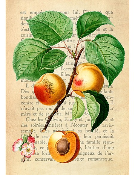 Le Petit Coquin, postre exquisito, After Redouté