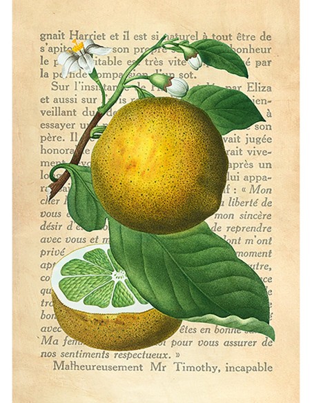 Le Petit Coquin, postre exquisito, After Redouté