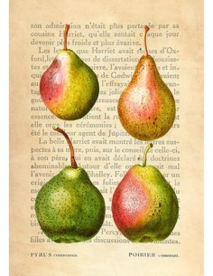 Le Petit Coquin, postre exquisito, Después de Redouté