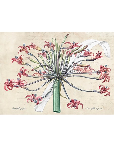 El lirio de Josefina, según Redouté