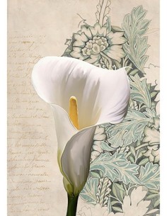 Calla I