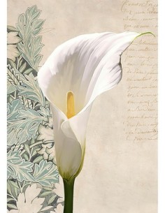 Calla II