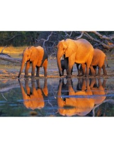Elefantes africanos, Okavango, Botsuana