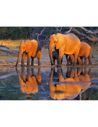 Elefantes africanos, Okavango, Botsuana