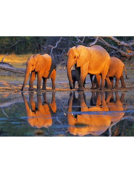 Elefantes africanos, Okavango, Botsuana