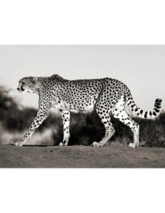 Guepardo, Namibia, África