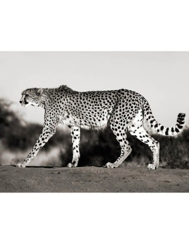 Guepardo, Namibia, África