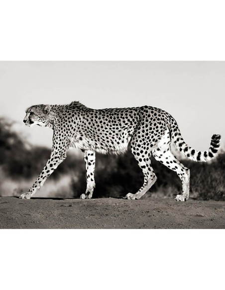 Guepardo, Namibia, África