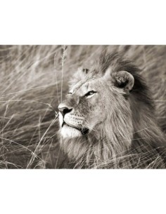 León africano, Masai Mara, Kenia