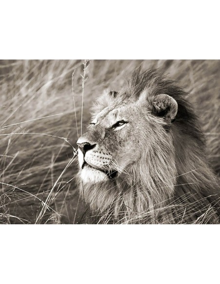 León africano, Masai Mara, Kenia