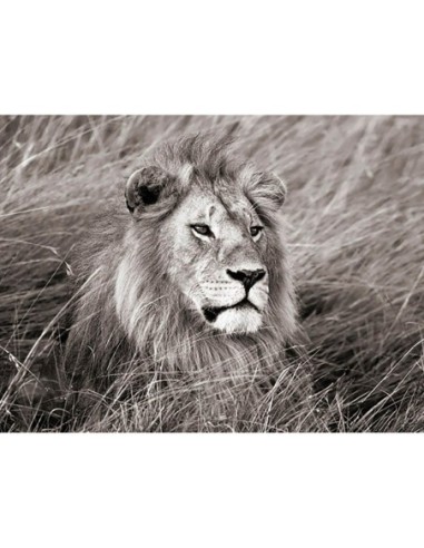 León africano, Masai Mara, Kenia