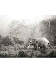 Elefante africano, cráter del Ngorongoro, Tanzania