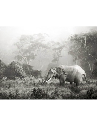 Elefante africano, cráter del Ngorongoro, Tanzania