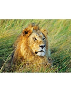 León africano, Masai Mara, Kenia