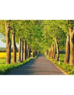 Callejón de los tilos, Distrito de los Lagos de Mecklemburgo, Alemania