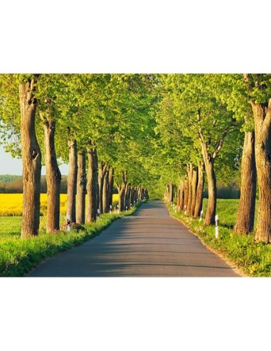 Callejón de los tilos, Distrito de los Lagos de Mecklemburgo, Alemania