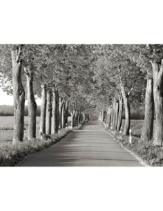Callejón de los tilos, Distrito de los Lagos de Mecklemburgo, Alemania