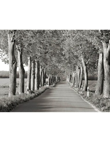 Callejón de los tilos, Distrito de los Lagos de Mecklemburgo, Alemania