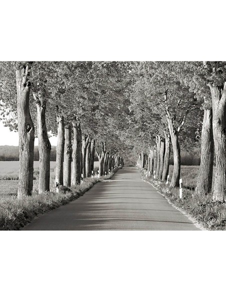 Callejón de los tilos, Distrito de los Lagos de Mecklemburgo, Alemania